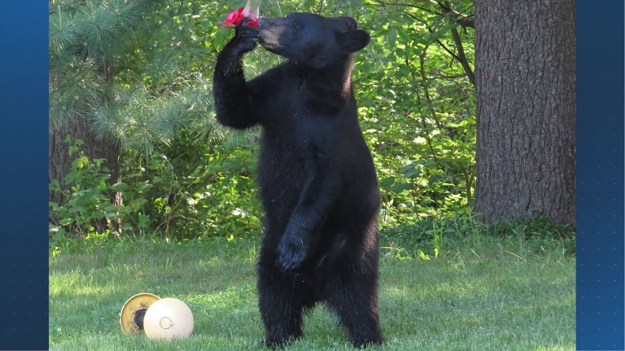 FWC urges Winter Park residents to secure attractants as bears prepare for winter